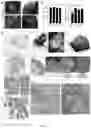 Fig. 02 - Macrotumor engineering