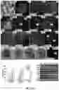 Fig. 02 - Methods for forming three-dimensional human retinal tissue in vitro