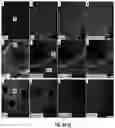 Fig. 07 - Methods for forming three-dimensional human retinal tissue in vitro