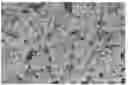 Fig. 01 - MORPHOGENIC COMPOUND-RELEASING MICROSPHERES AND USE IN BIOINK