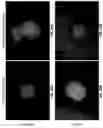 Fig. 43 - MORPHOGENIC COMPOUND-RELEASING MICROSPHERES AND USE IN BIOINK