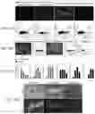 Fig. 03 - Functional oligodendrocytes derived from pluripotent stem cells and methods of making and using the same