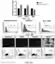 Fig. 04 - Functional oligodendrocytes derived from pluripotent stem cells and methods of making and using the same