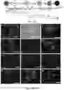 Fig. 05 - Functional oligodendrocytes derived from pluripotent stem cells and methods of making and using the same