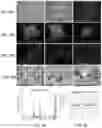 Fig. 09 - Functional oligodendrocytes derived from pluripotent stem cells and methods of making and using the same