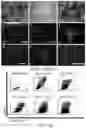 Fig. 11 - Functional oligodendrocytes derived from pluripotent stem cells and methods of making and using the same