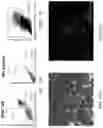 Fig. 12 - Functional oligodendrocytes derived from pluripotent stem cells and methods of making and using the same