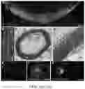 Fig. 13 - Functional oligodendrocytes derived from pluripotent stem cells and methods of making and using the same