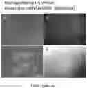 Fig. 15 - Functional oligodendrocytes derived from pluripotent stem cells and methods of making and using the same