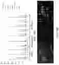 Fig. 16 - Functional oligodendrocytes derived from pluripotent stem cells and methods of making and using the same