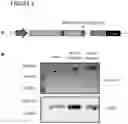 Fig. 02 - METHOD FOR GENERATING CELLS OF THE T CELL LINEAGE