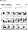 Fig. 04 - METHOD FOR GENERATING CELLS OF THE T CELL LINEAGE