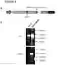 Fig. 05 - METHOD FOR GENERATING CELLS OF THE T CELL LINEAGE