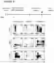 Fig. 09 - METHOD FOR GENERATING CELLS OF THE T CELL LINEAGE