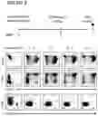 Fig. 10 - METHOD FOR GENERATING CELLS OF THE T CELL LINEAGE