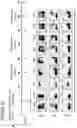 Fig. 11 - METHOD FOR GENERATING CELLS OF THE T CELL LINEAGE