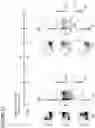 Fig. 13 - METHOD FOR GENERATING CELLS OF THE T CELL LINEAGE