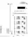 Fig. 14 - METHOD FOR GENERATING CELLS OF THE T CELL LINEAGE