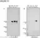 Fig. 17 - METHOD FOR GENERATING CELLS OF THE T CELL LINEAGE