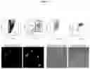 Fig. 06 - Differentiation of pluripotent cells into microglial cells expressing IBA-1
