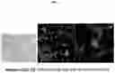 Fig. 07 - Differentiation of pluripotent cells into microglial cells expressing IBA-1