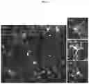 Fig. 08 - Differentiation of pluripotent cells into microglial cells expressing IBA-1