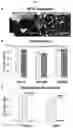 Fig. 02 - Method for differentiation of human pluripotent stem cell lines in suspension culture