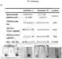 Fig. 09 - Method for differentiation of human pluripotent stem cell lines in suspension culture