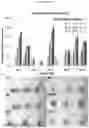 Fig. 13 - Method for differentiation of human pluripotent stem cell lines in suspension culture