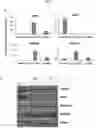 Fig. 14 - Method for differentiation of human pluripotent stem cell lines in suspension culture