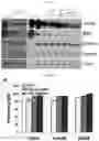 Fig. 27 - Method for differentiation of human pluripotent stem cell lines in suspension culture