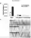 Fig. 29 - Method for differentiation of human pluripotent stem cell lines in suspension culture