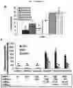 Fig. 35 - Method for differentiation of human pluripotent stem cell lines in suspension culture