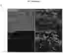 Fig. 40 - Method for differentiation of human pluripotent stem cell lines in suspension culture