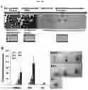 Fig. 43 - Method for differentiation of human pluripotent stem cell lines in suspension culture