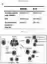 Fig. 44 - Method for differentiation of human pluripotent stem cell lines in suspension culture