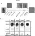 Fig. 45 - Method for differentiation of human pluripotent stem cell lines in suspension culture