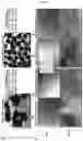 Fig. 47 - Method for differentiation of human pluripotent stem cell lines in suspension culture