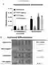 Fig. 48 - Method for differentiation of human pluripotent stem cell lines in suspension culture