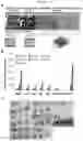 Fig. 55 - Method for differentiation of human pluripotent stem cell lines in suspension culture