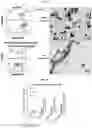 Fig. 62 - Method for differentiation of human pluripotent stem cell lines in suspension culture