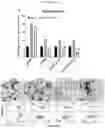 Fig. 63 - Method for differentiation of human pluripotent stem cell lines in suspension culture