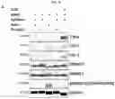 Fig. 66 - Method for differentiation of human pluripotent stem cell lines in suspension culture