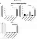 Fig. 67 - Method for differentiation of human pluripotent stem cell lines in suspension culture