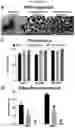 Fig. 71 - Method for differentiation of human pluripotent stem cell lines in suspension culture