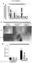 Fig. 72 - Method for differentiation of human pluripotent stem cell lines in suspension culture