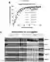 Fig. 74 - Method for differentiation of human pluripotent stem cell lines in suspension culture