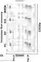 Fig. 75 - Method for differentiation of human pluripotent stem cell lines in suspension culture