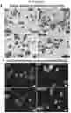 Fig. 76 - Method for differentiation of human pluripotent stem cell lines in suspension culture