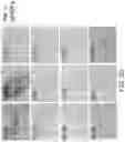 Fig. 06 - BROWN FAT CELLS AND METHOD FOR PREPARING SAME